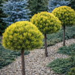 Borovica horská (Pinus mugo) ´WINTERGOLD´ – výška 80-90 cm, kont. C5L - NA KMIENKU